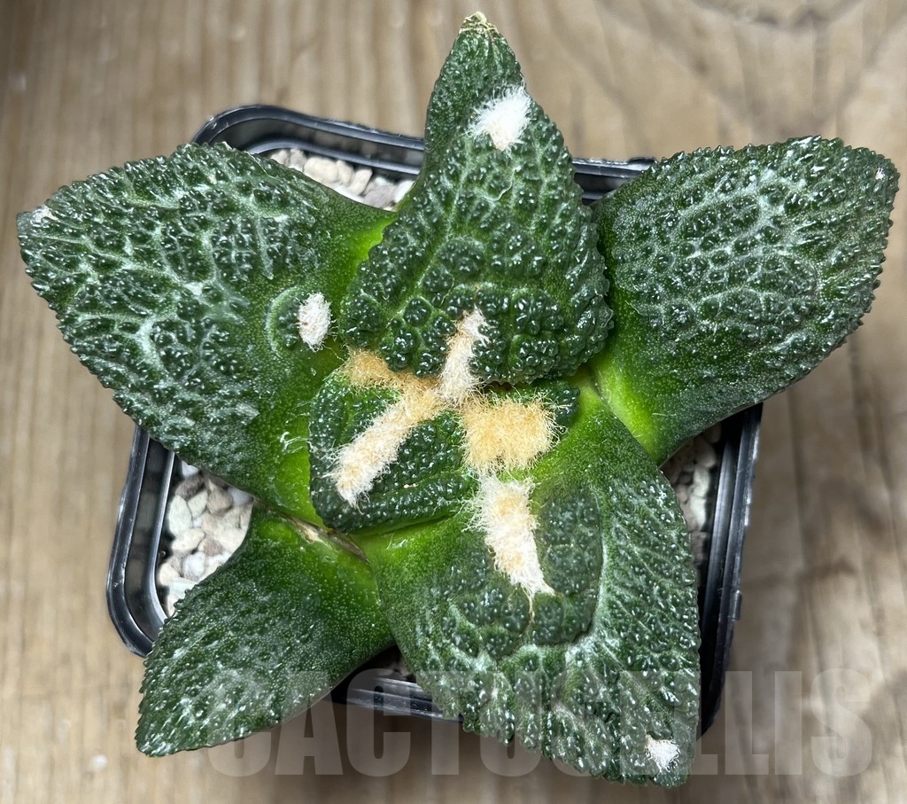 SHPR17018 Ariocarpus fissuratus 'Godzilla' – Image 2