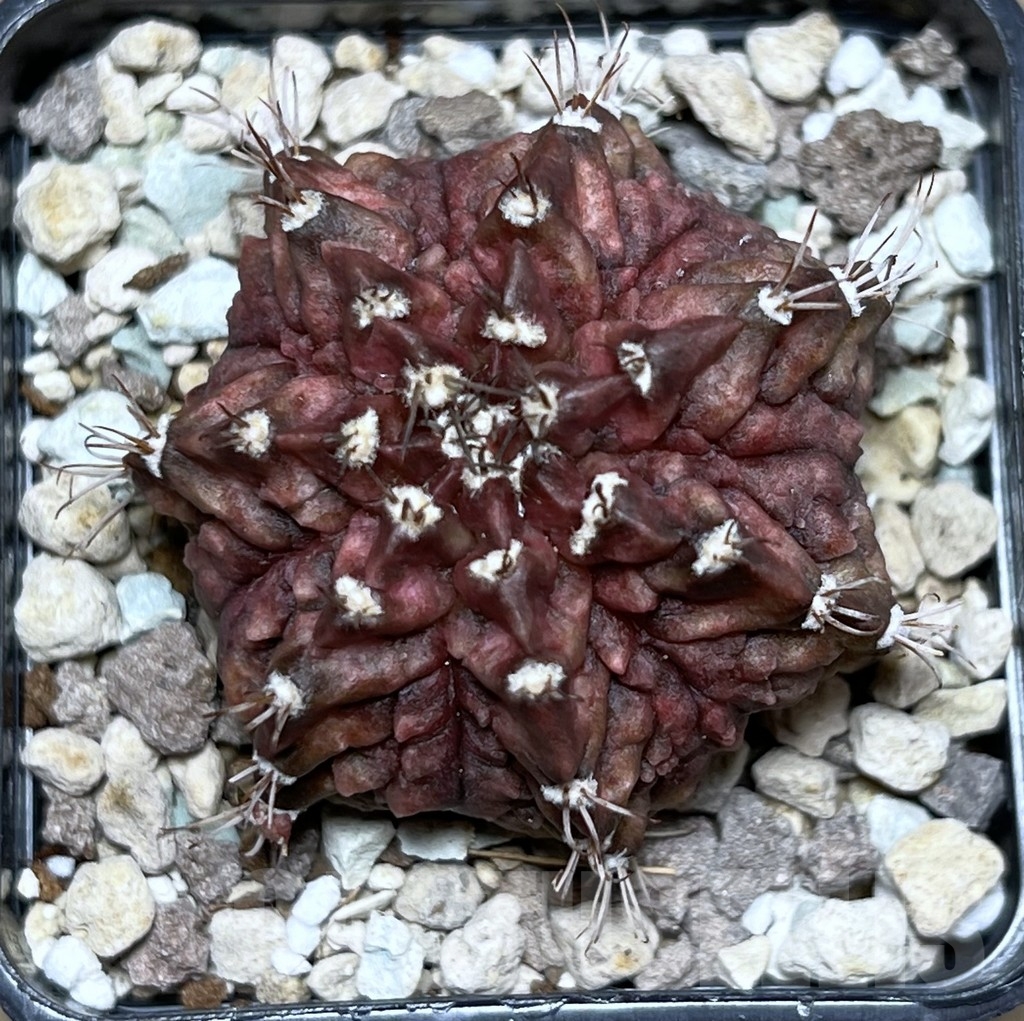 SHPR17490 Gymnocalycium mihanovichii 'T-rex' hybrid - Image 2