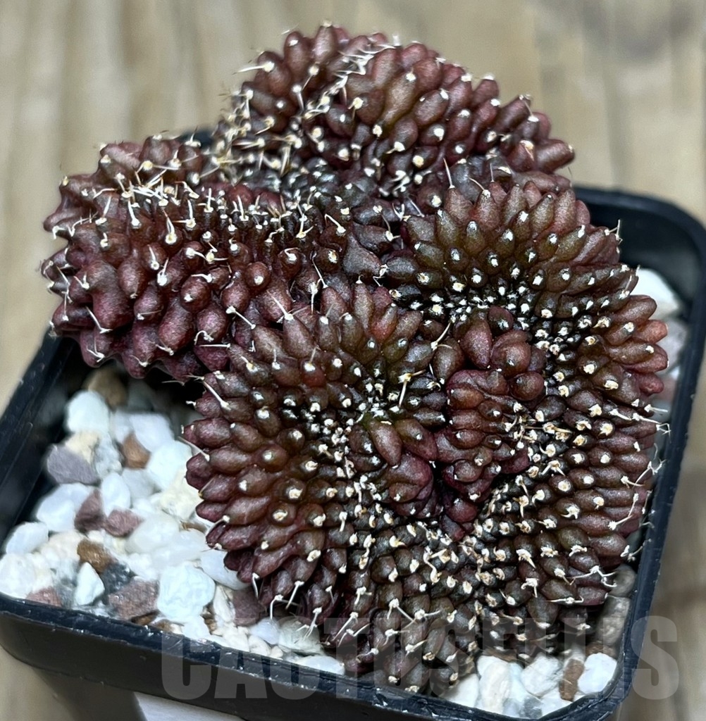 SHPR16412 Gymnocalycium mihanovichii ‘inermis’ f. cristata