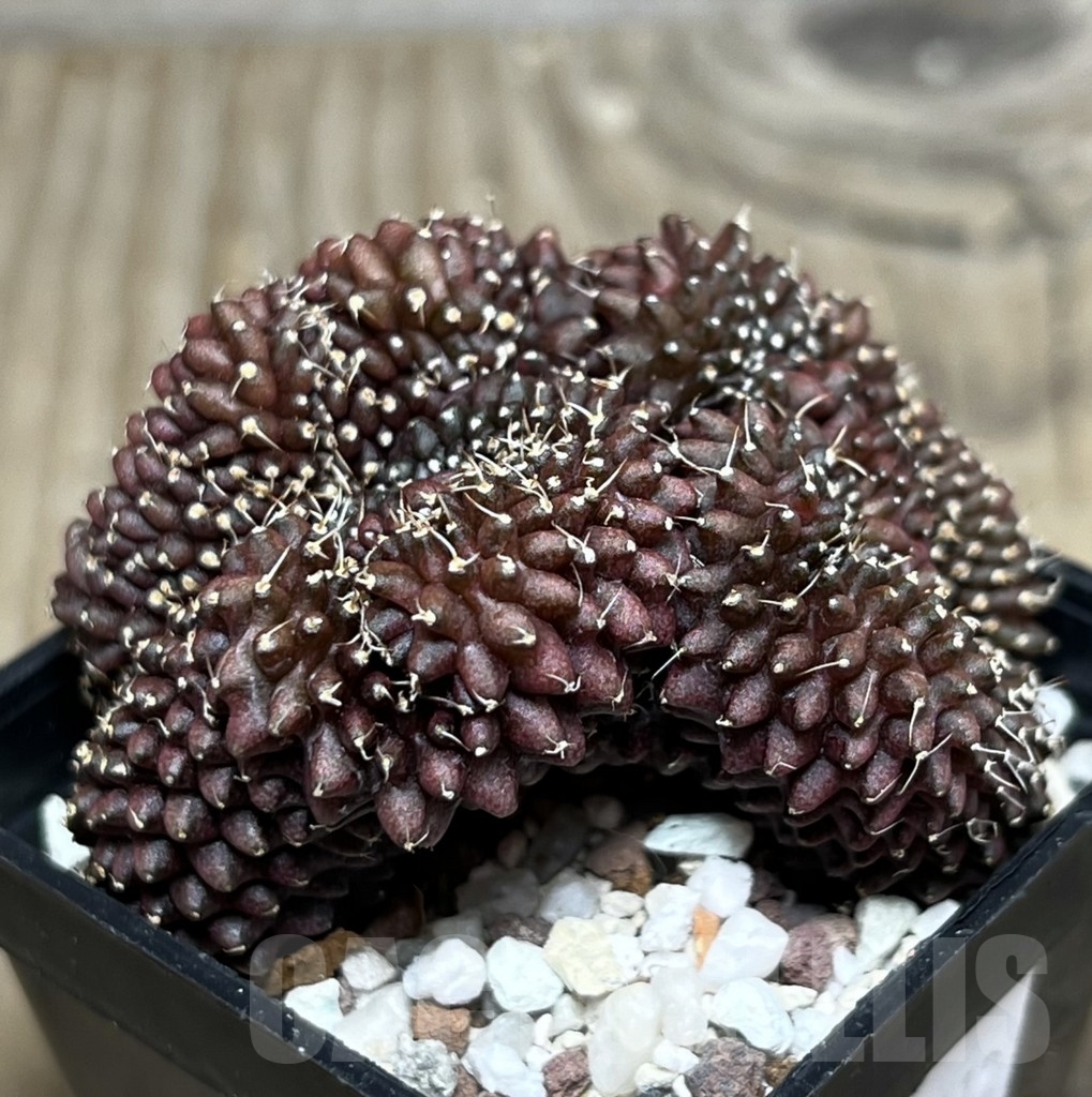SHPR16412 Gymnocalycium mihanovichii ‘inermis’ f. cristata - Image 2
