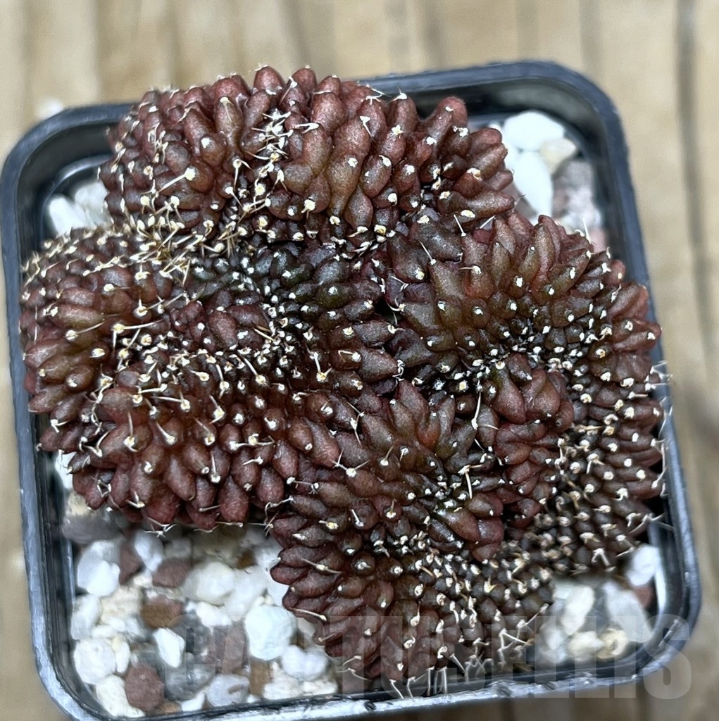 SHPR16412 Gymnocalycium mihanovichii ‘inermis’ f. cristata - Image 3