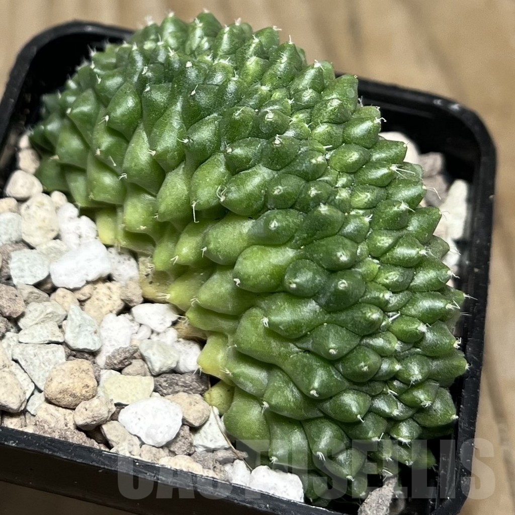 SHPR17072 Mammillaria spinosissima ‘Uno Pico’ f. cristata