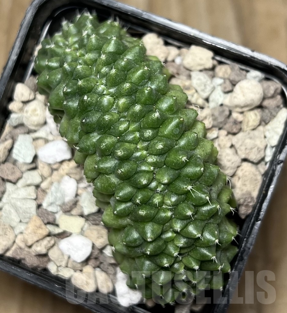 SHPR17072 Mammillaria spinosissima ‘Uno Pico’ f. cristata - Image 2