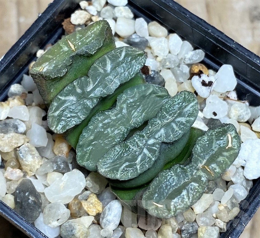 SHPR16908 Haworthia truncata -Japan- - Image 2