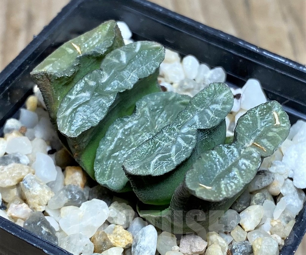 SHPR16908 Haworthia truncata -Japan-
