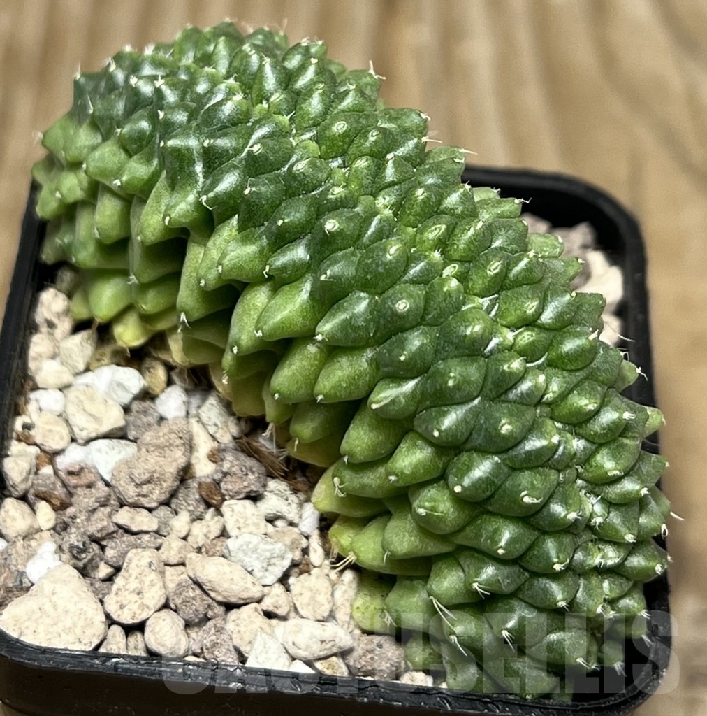 SHPR17074 Gymnocalycium mihanovichii f. cristata