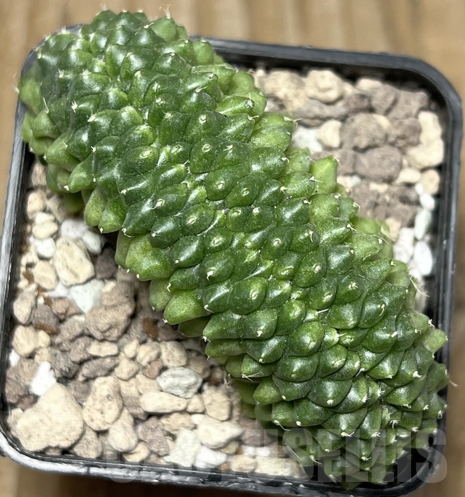 SHPR17074 Gymnocalycium mihanovichii f. cristata - Obrázek 2