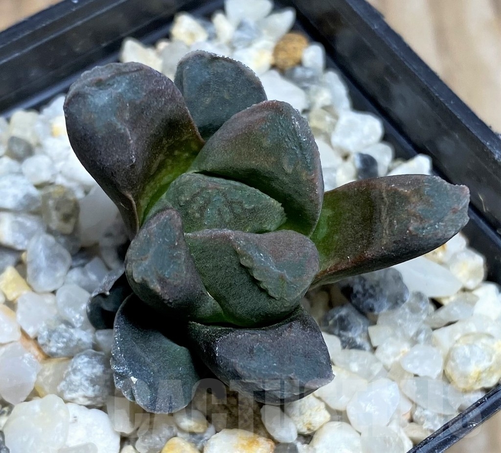 SHPR16909 Haworthia 'Chocolate' x maughanii