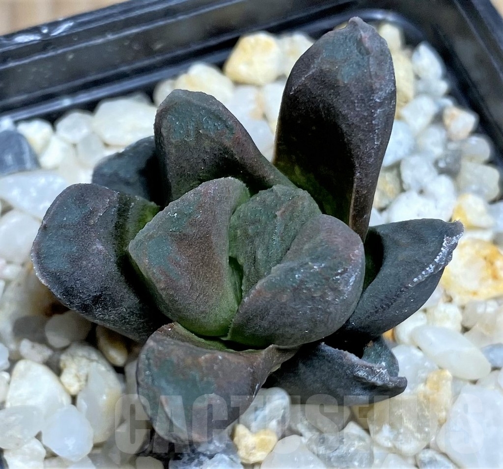SHPR16909 Haworthia 'Chocolate' x maughanii – Image 2