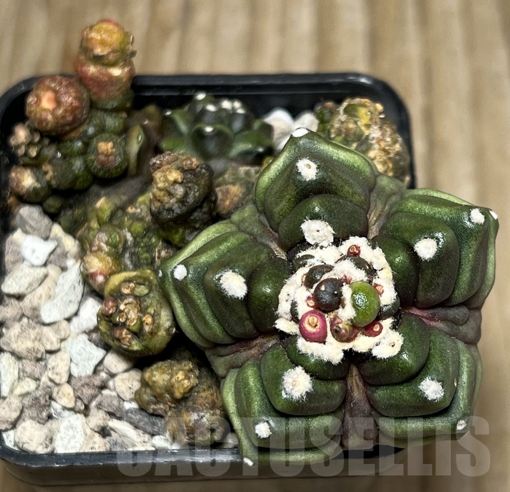 SHPR17075 Gymnocalycium mihanovichii ‘Transformer’