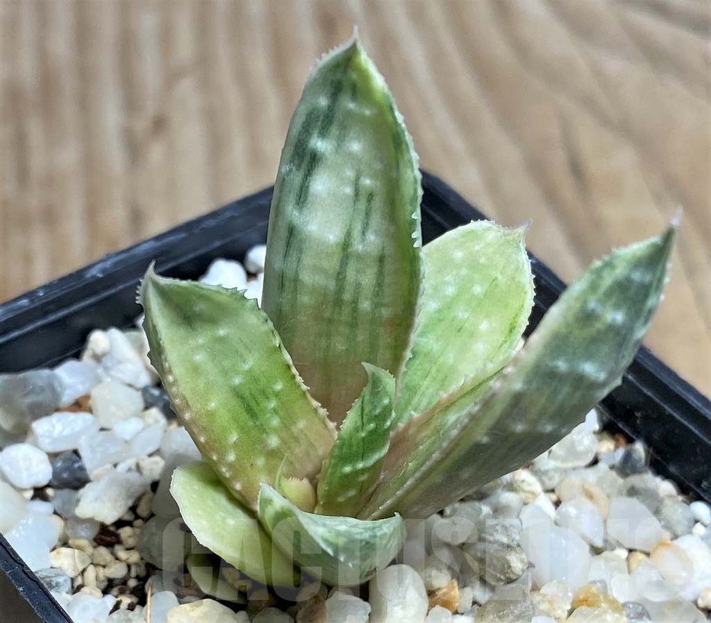 SHPR16910 Gasteria beguinii f. variegata - Image 2