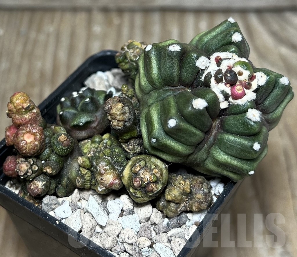 SHPR17075 Gymnocalycium mihanovichii ‘Transformer’ - Obrázek 2