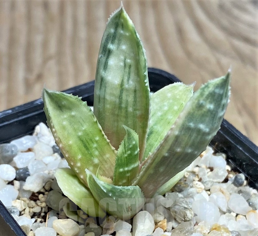 SHPR16910 Gasteria beguinii f. variegata