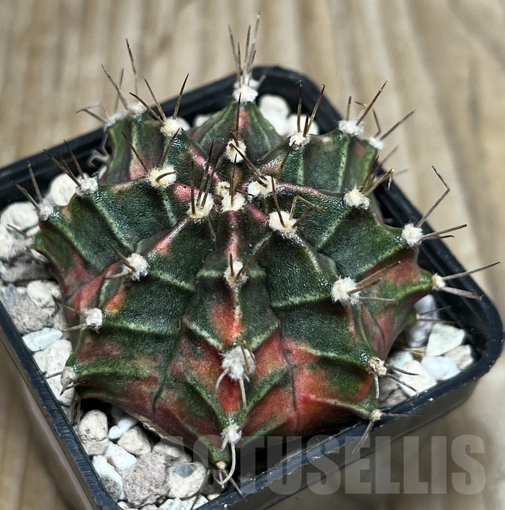 SHPR17077 Gymnocalycium mihanovichii ‘Siam Violet’ - immagine 2