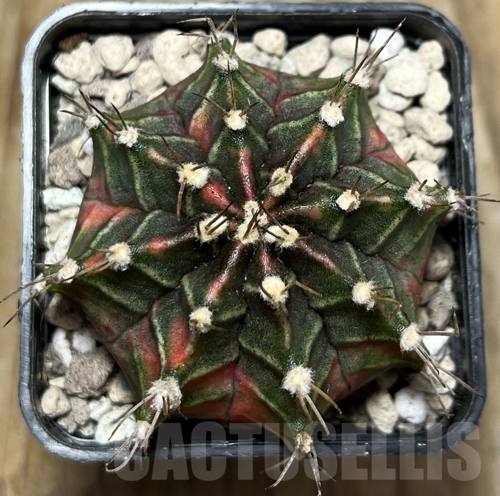 SHPR17077 Gymnocalycium mihanovichii ‘Siam Violet’