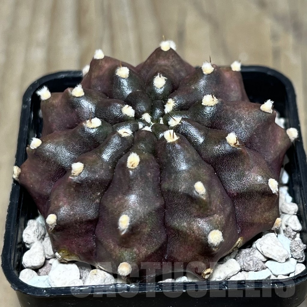 SHPR16874 Gymnocalycium mihanovichii 'Kiri manjaro'
