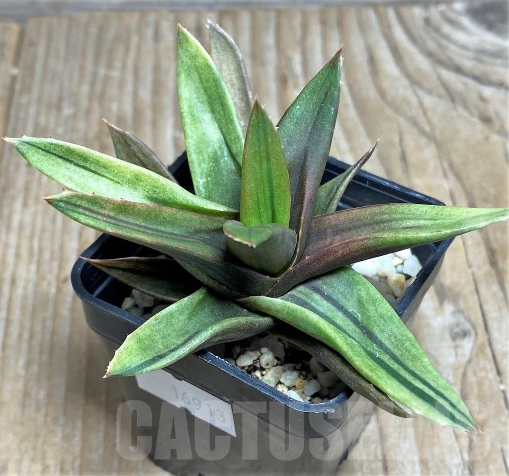 SHPR16913 Alworthia 'Black Gem' f. variegata