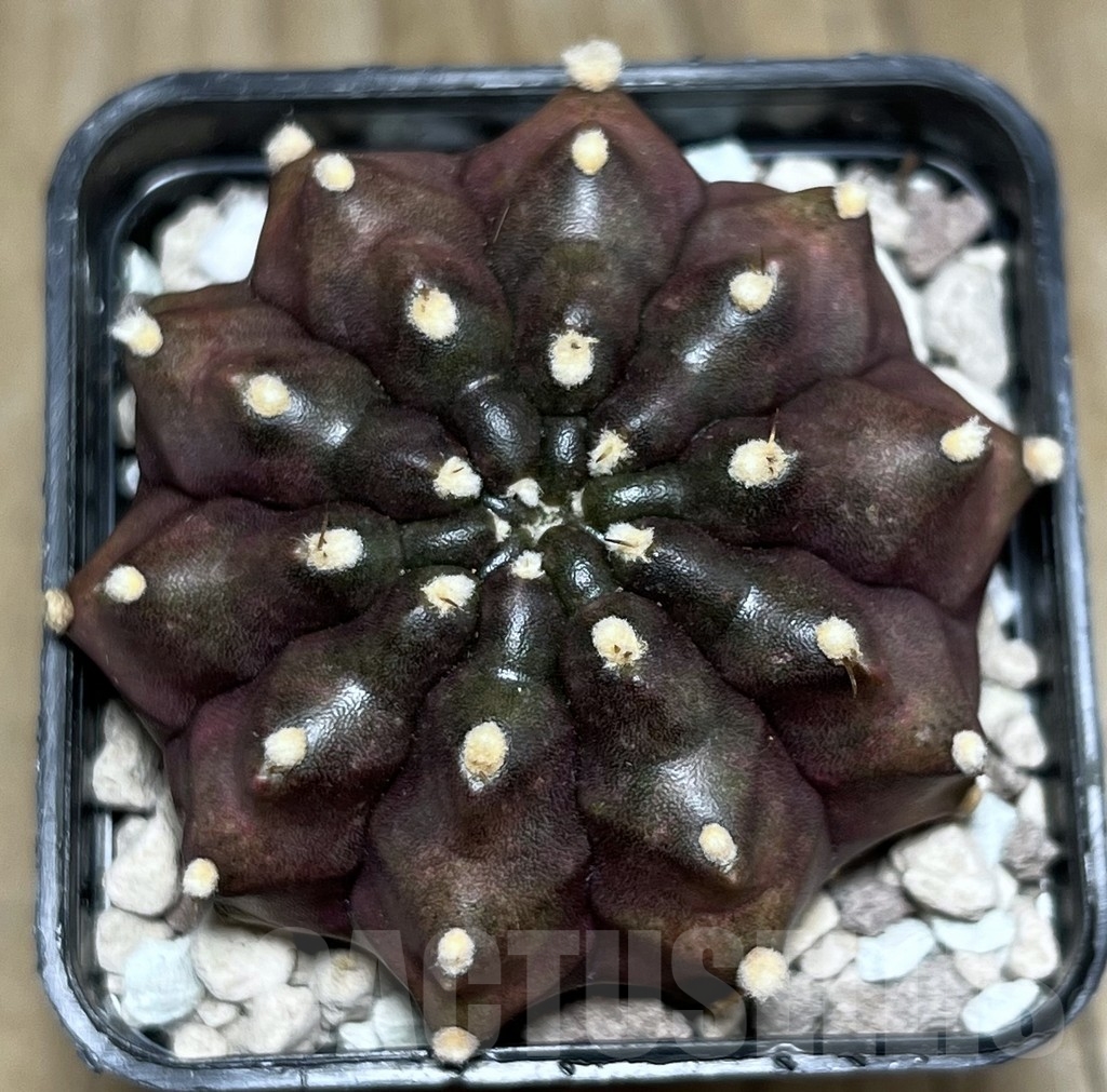 SHPR16874 Gymnocalycium mihanovichii 'Kiri manjaro' - Imagen 2