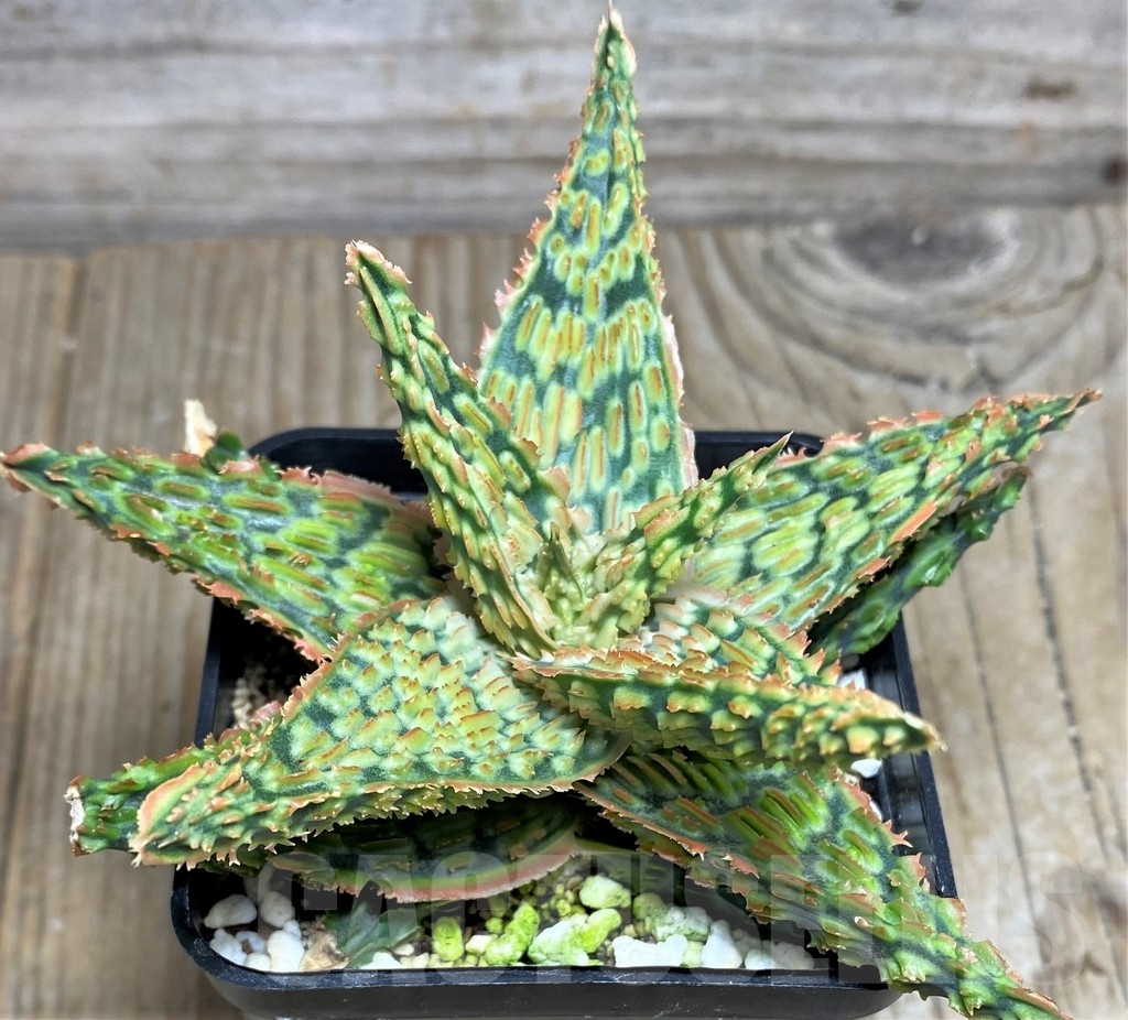 SHPR16914 Aloe TCT hybrid