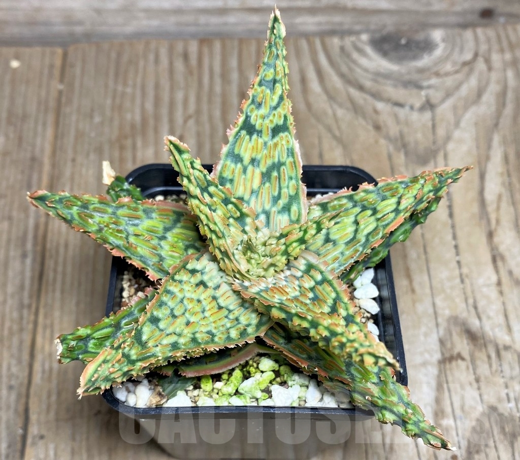 SHPR16914 Aloe TCT hybrid - Image 2