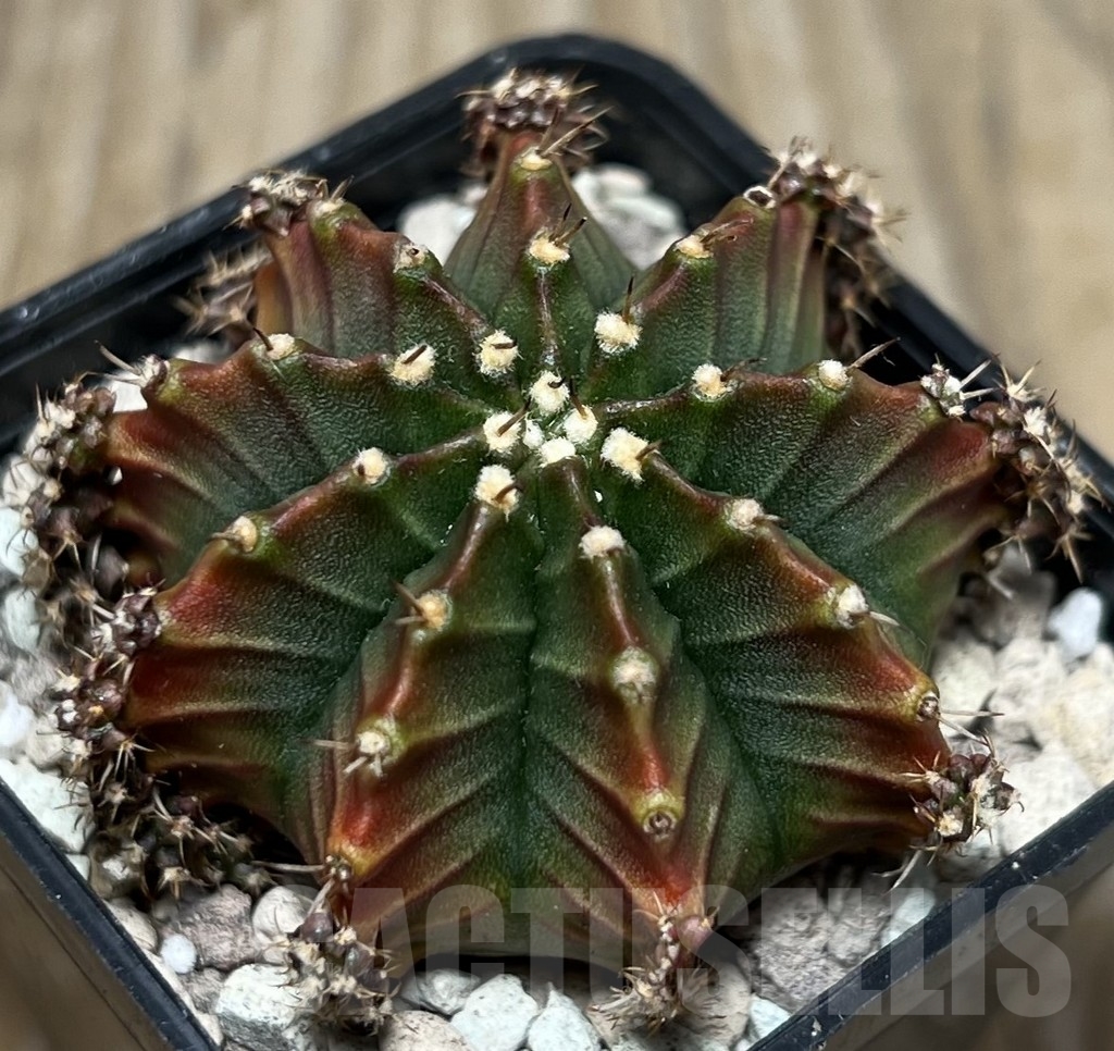 SHPR17082 Gymnocalycium mihanovichii ‘Siramanee’ - Image 2