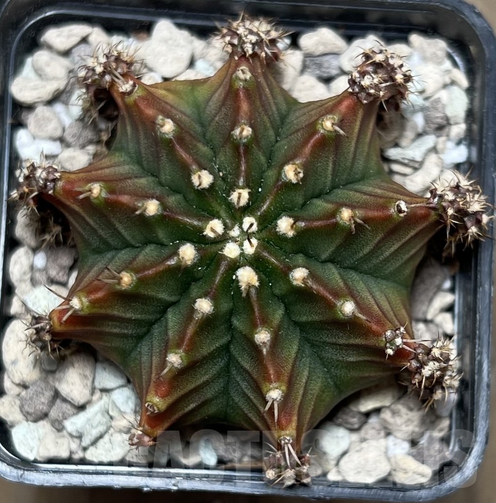 SHPR17082 Gymnocalycium mihanovichii ‘Siramanee’