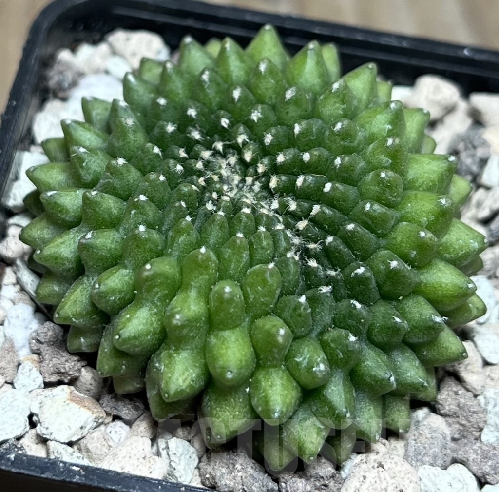 SHPR17084 Gymnocalycium mihanovichii ‘inermis’ f. cristata