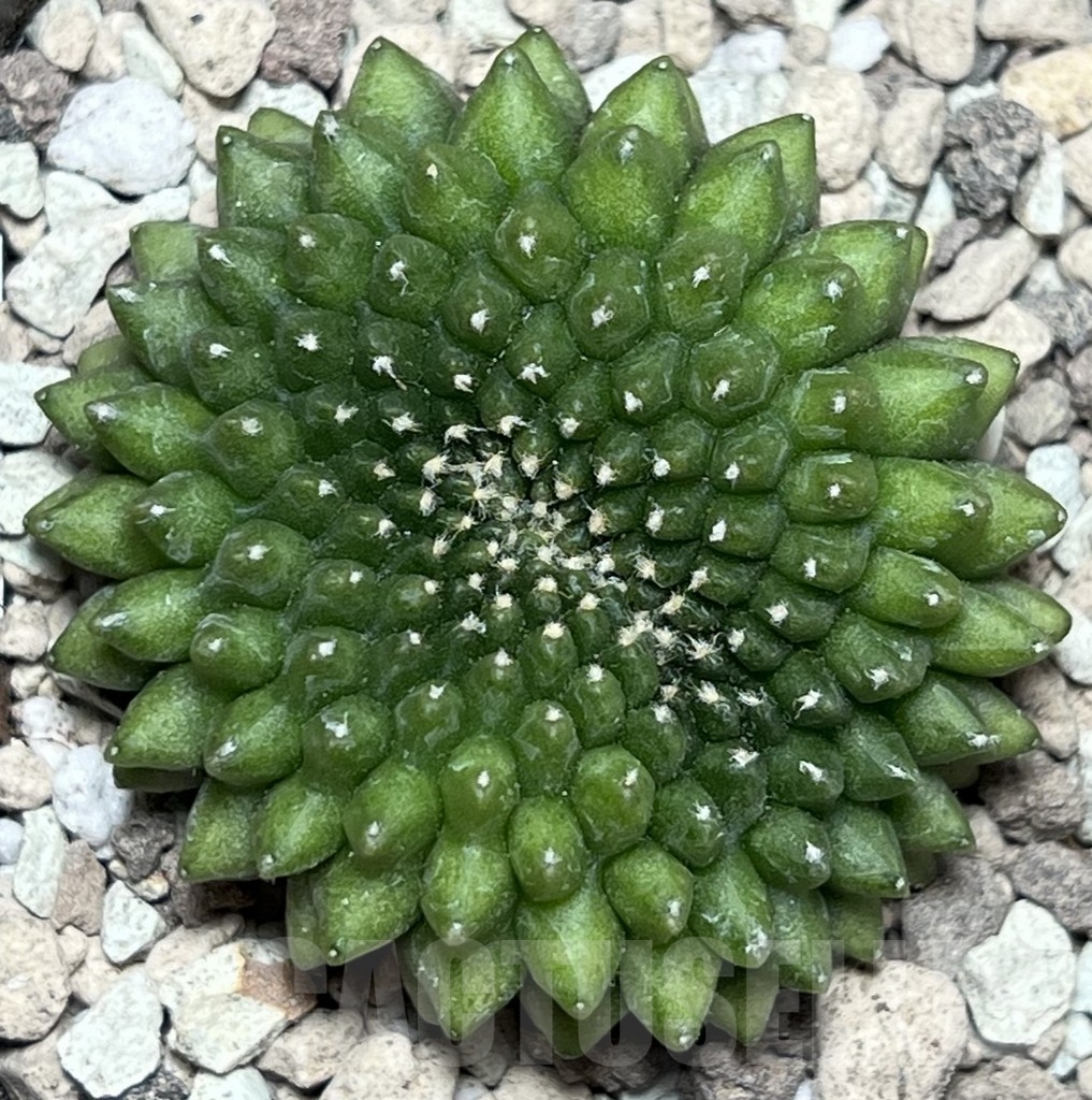 SHPR17084 Gymnocalycium mihanovichii ‘inermis’ f. cristata - immagine 2