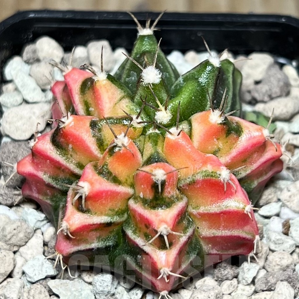 SHPR17085 Gymnocalycium mihanovichii f. variegata - immagine 2