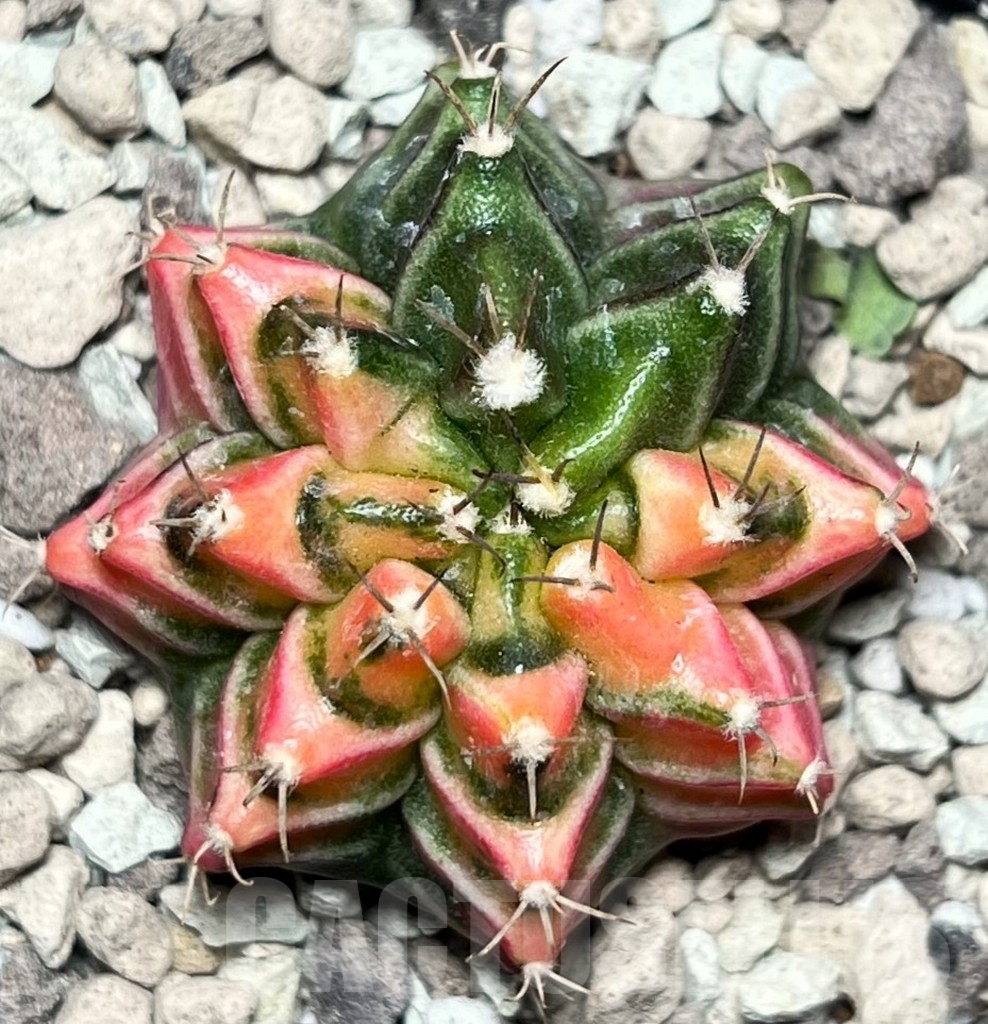 SHPR17085 Gymnocalycium mihanovichii f. variegata