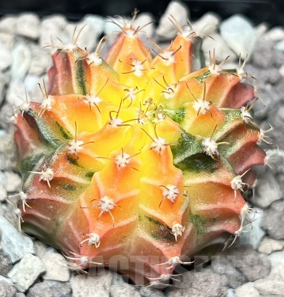 SHPR17087 Gymnocalycium mihanovichii f. variegata - Image 2
