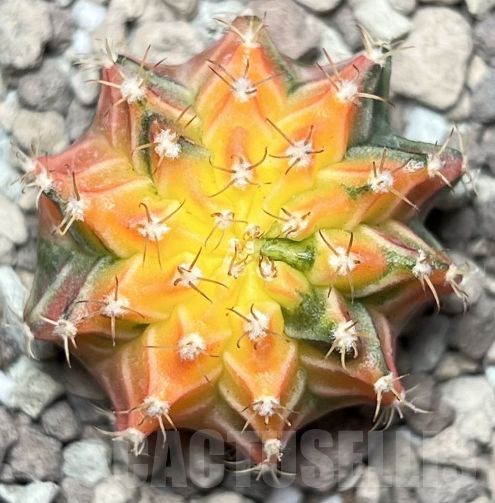 SHPR17087 Gymnocalycium mihanovichii f. variegata