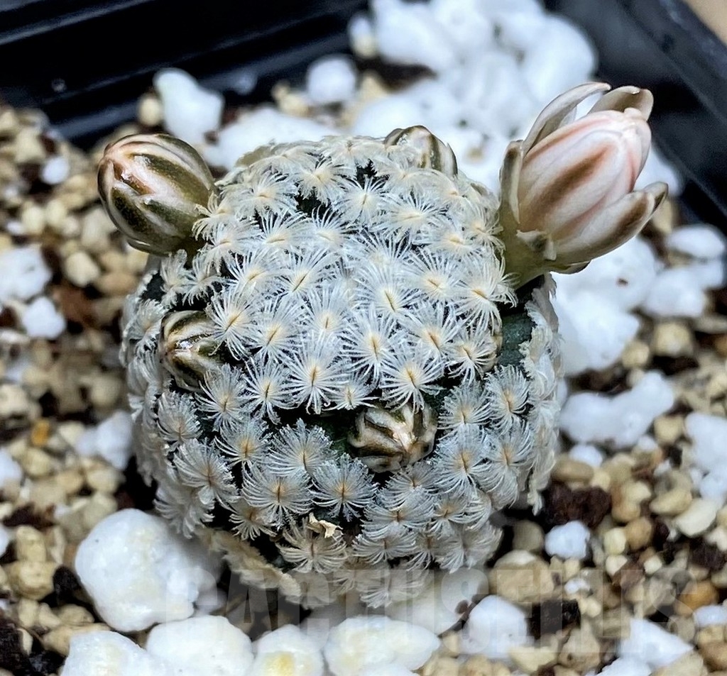 SHPR16922 Mammillaria sanchez-mejoradae - Obrázek 2