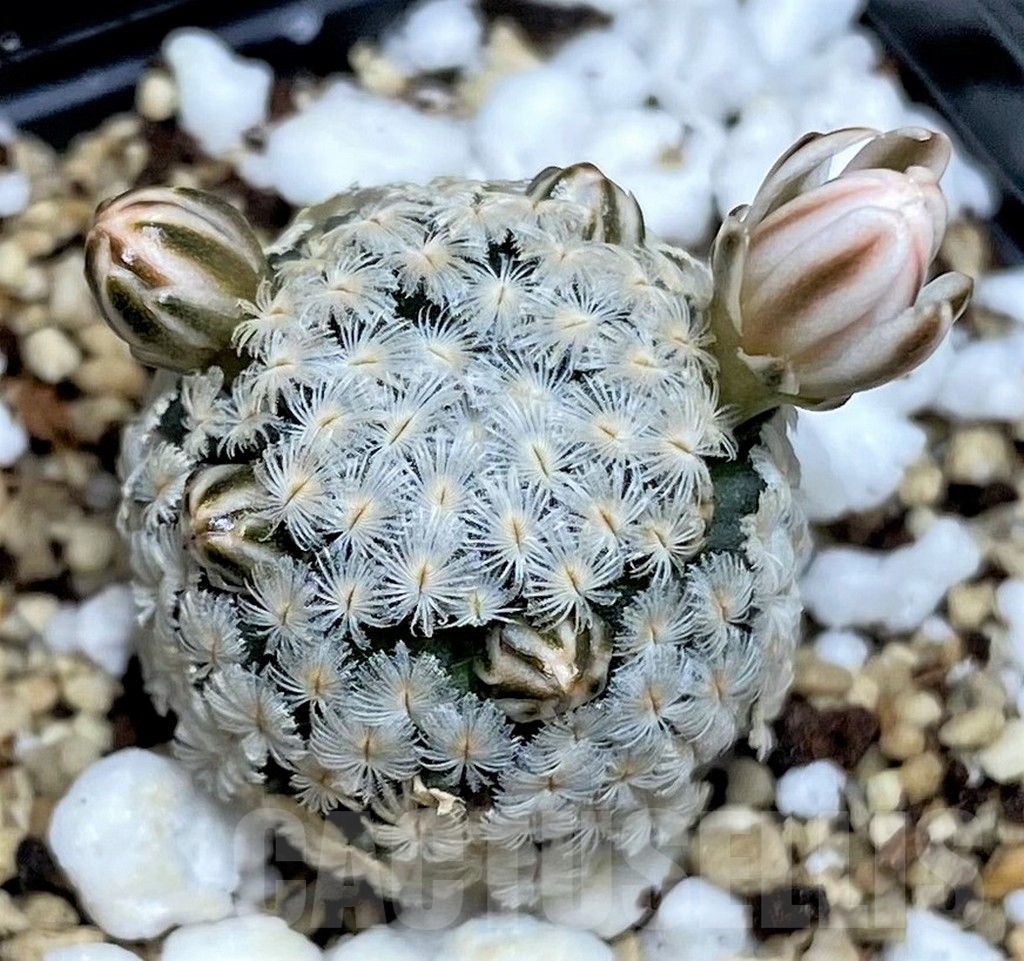 SHPR16922 Mammillaria sanchez-mejoradae