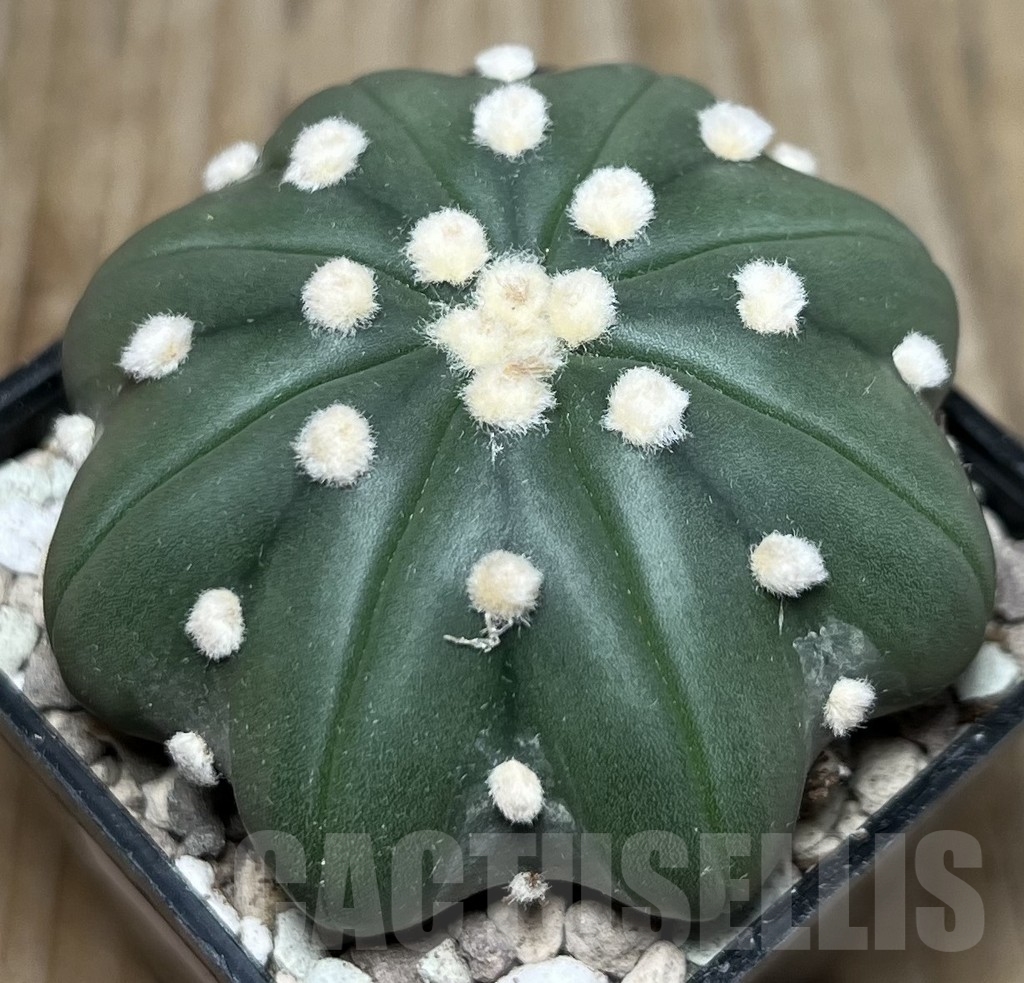 SHPR17098 Astrophytum asterias ‘Miracle’ - Image 2