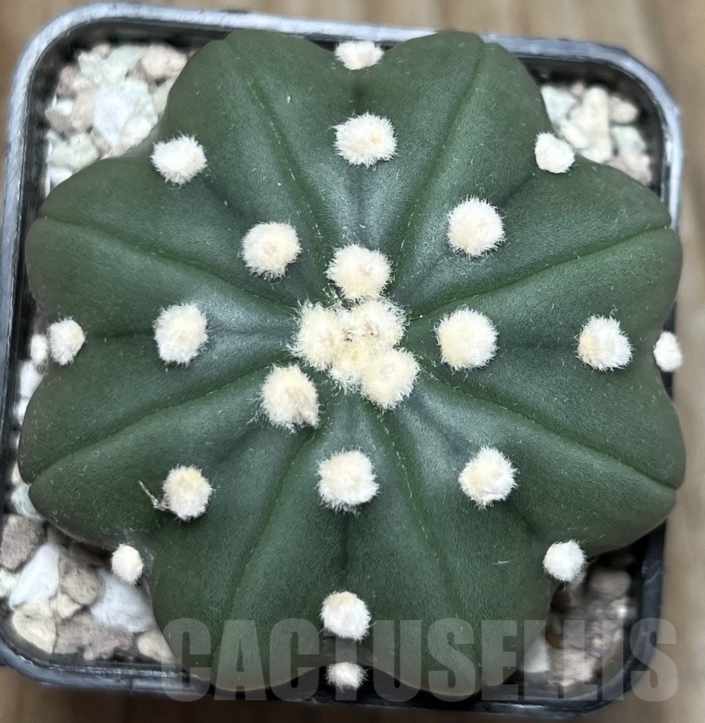 SHPR17098 Astrophytum asterias ‘Miracle’