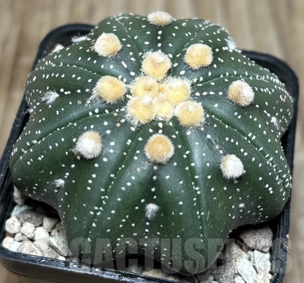 SHPR17099 Astrophytum asterias ‘Miracle’ – Image 2
