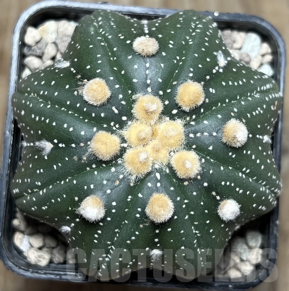 SHPR17099 Astrophytum asterias ‘Miracle’