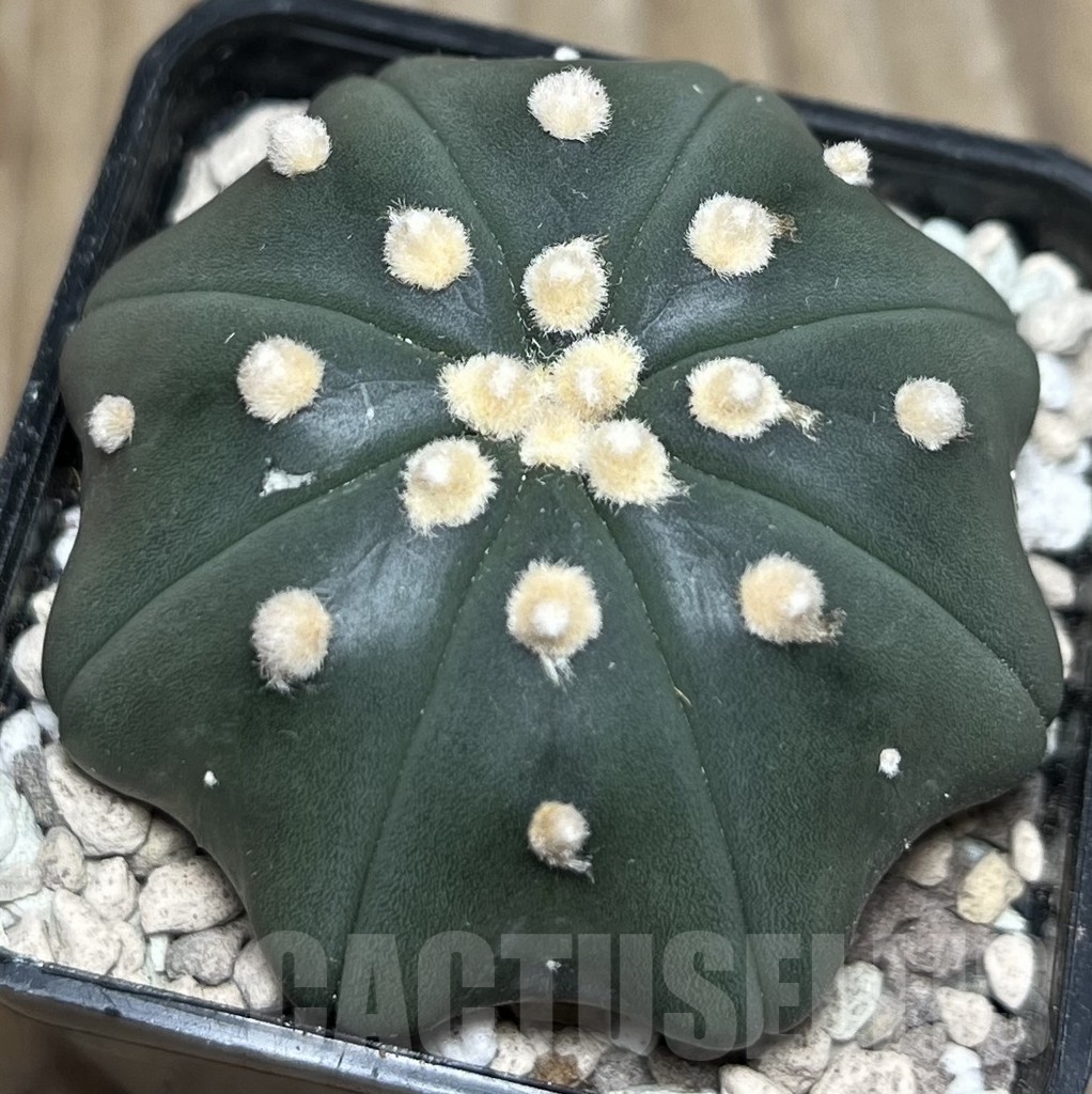 SHPR17100 Astrophytum asterias ‘Miracle’ - Obrázek 2