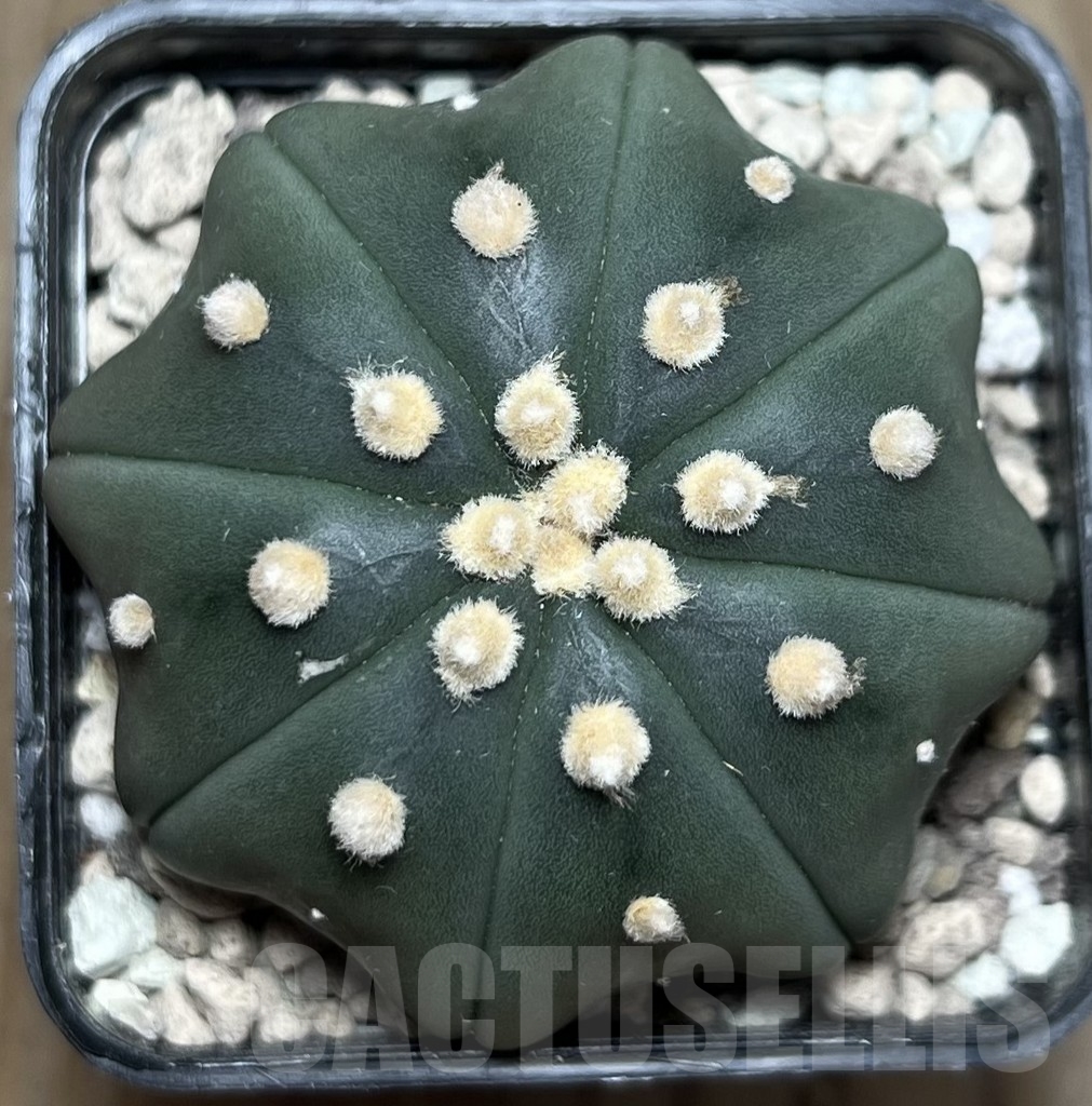 SHPR17100 Astrophytum asterias ‘Miracle’