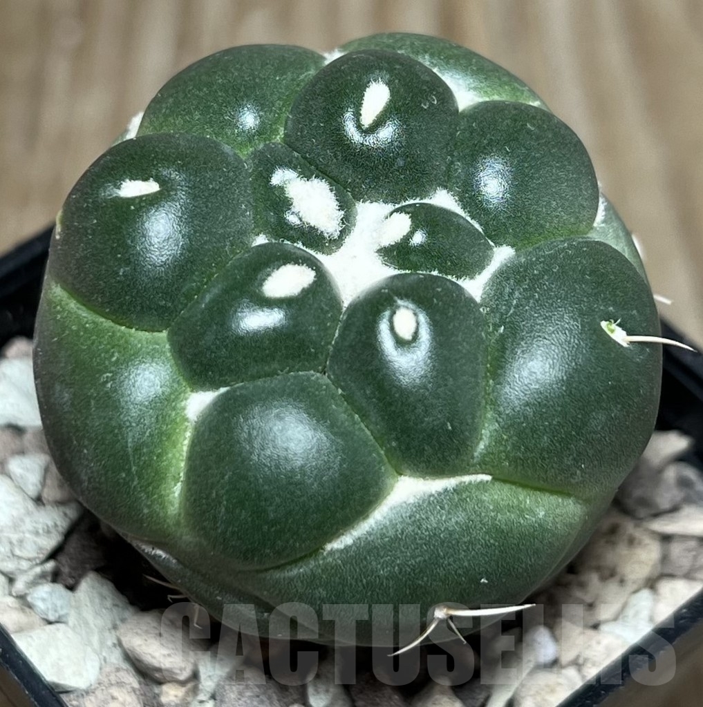 SHPR17102 Coryphantha elephantidens f.inermis