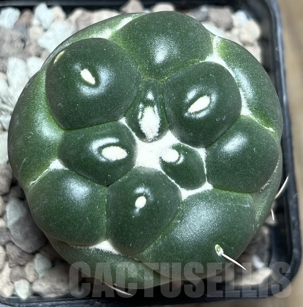 SHPR17102 Coryphantha elephantidens f.inermis - Image 2