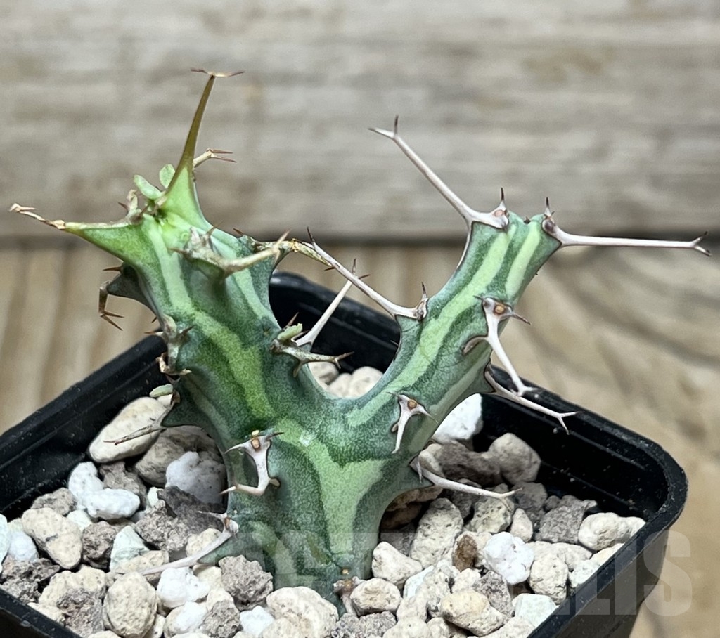 SHPR17103 Euphorbia schizacantha