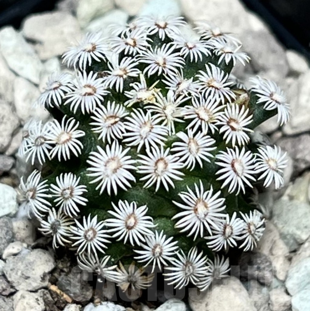 SHPR17158 Mammillaria hernandezii