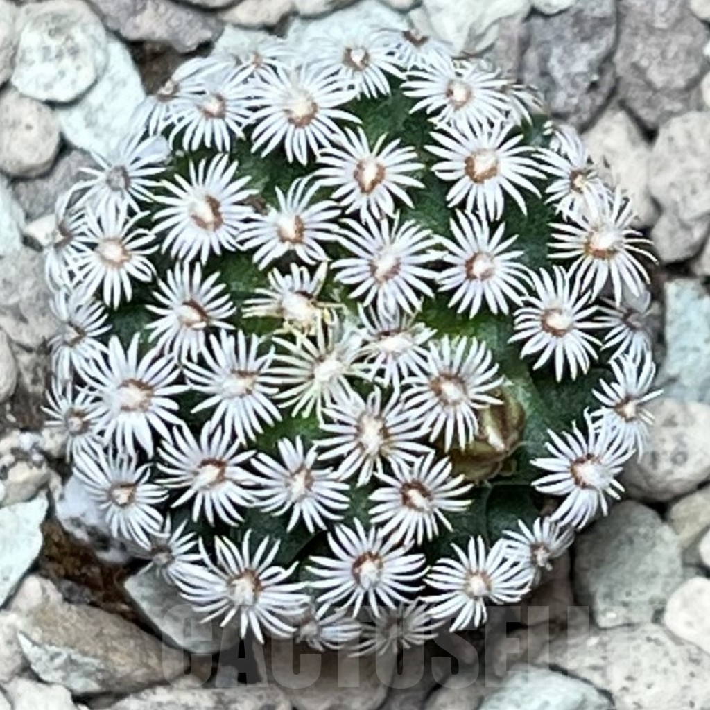 SHPR17158 Mammillaria hernandezii - 画像 (2)