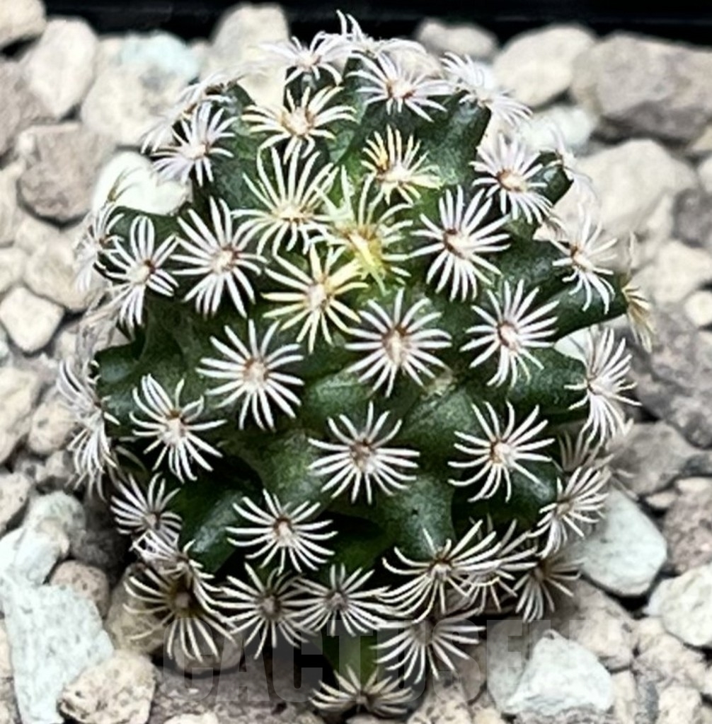 SHPR17159 Mammillaria hernandezii