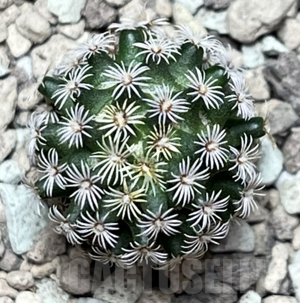 SHPR17159 Mammillaria hernandezii - 画像 (2)