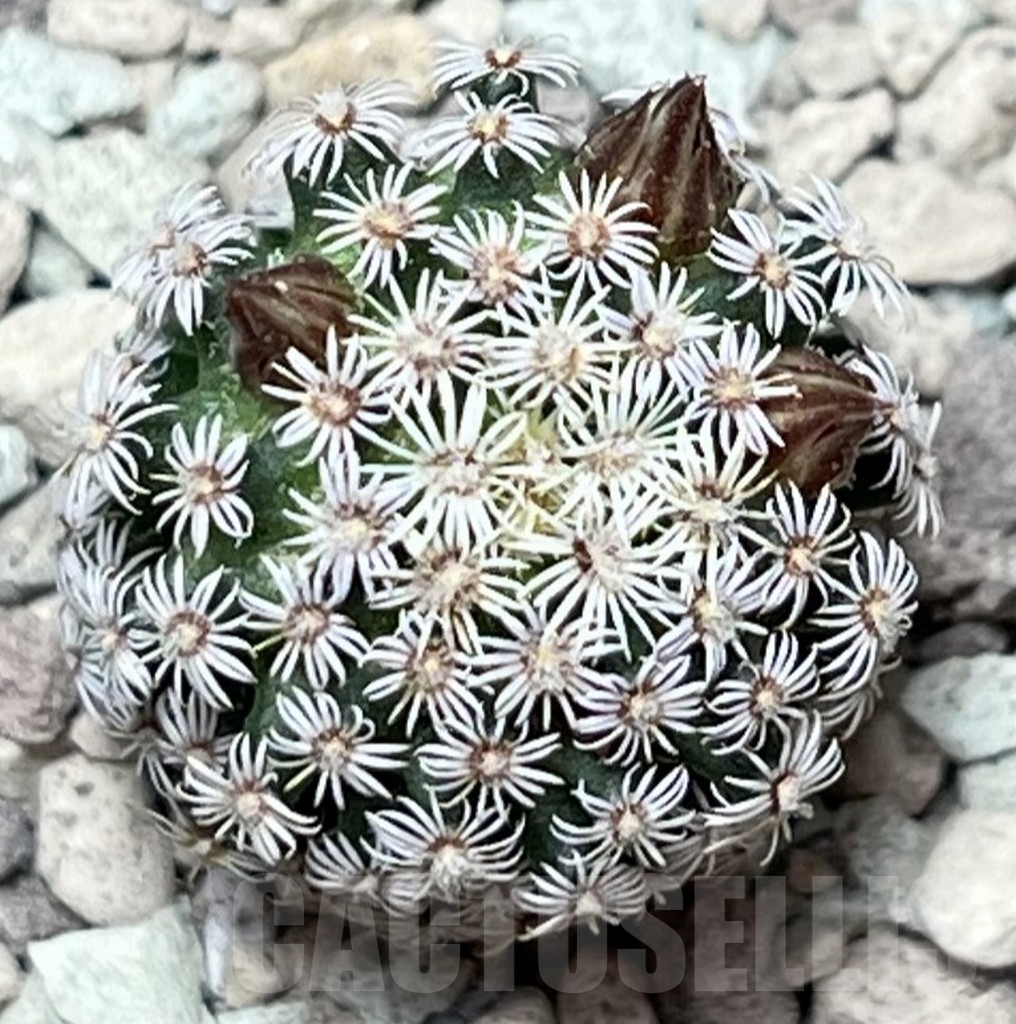 SHPR17160 Mammillaria hernandezii - 画像 (2)