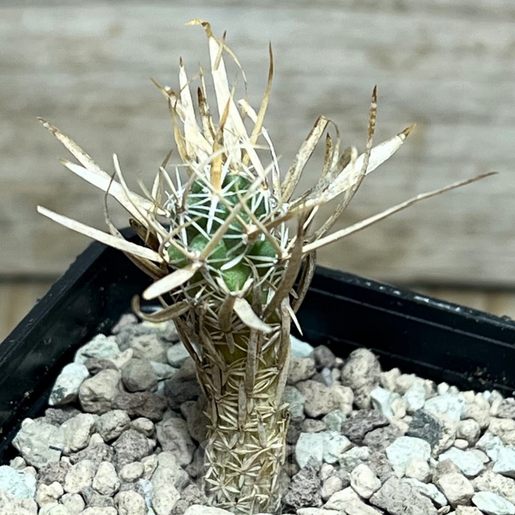 SHPR17161 Toumeya papyracantha SB330, own roots