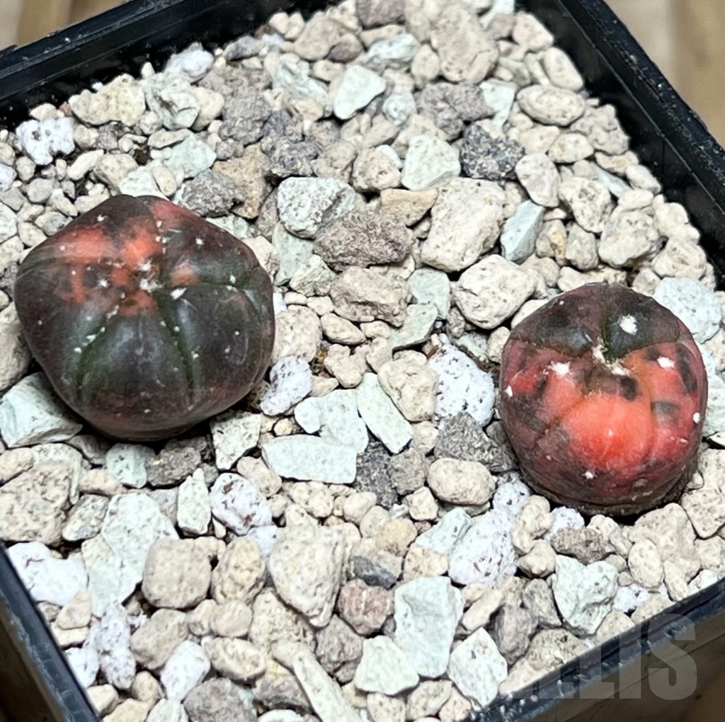 SHPR17167 Astrophytum asterias ‘Kikko Purple Skin Red’, 2 plants